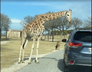 A tall giraffe stands next to a car with neck bent down for food by hand
